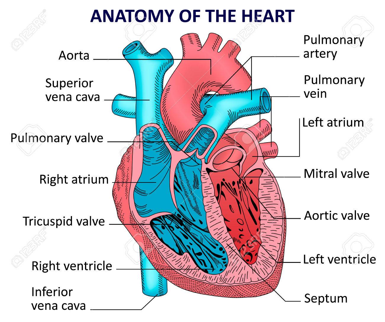 Anatomical Heart Diagram