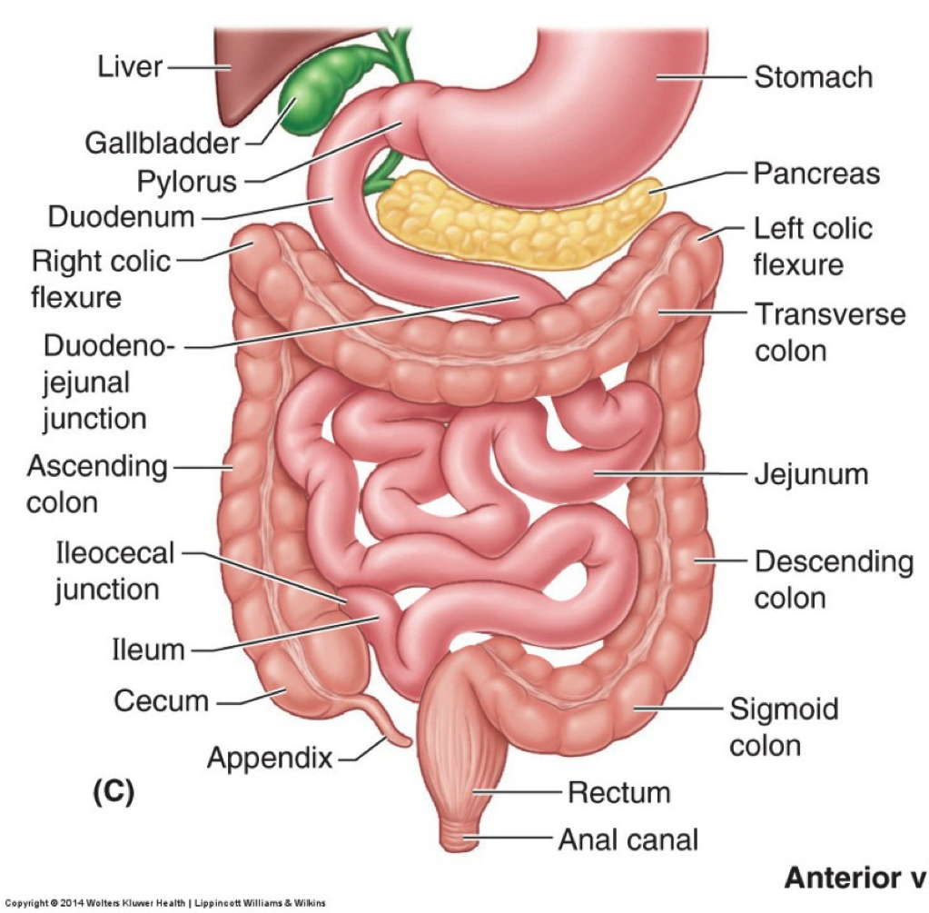 Stomach Bowel MRNA DNA Organ Stem Cell Regenerative Peptides